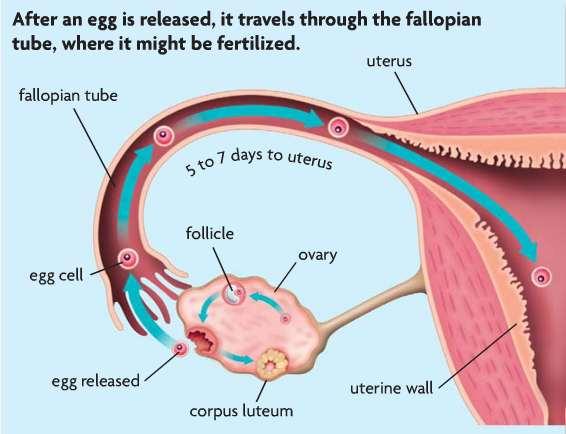 Release of the Developing Egg Follicle: cluster of cells surrounding a single egg in the