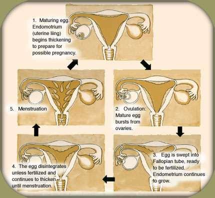 Menstruation Last phase of the menstrual cycle, during which the lining of the uterus, along with blood and the unfertilized egg, is discharged