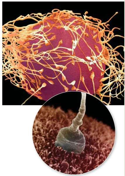 Fertilization Sperm attach to a binding site on the egg A sac in the sperm head ruptures and releases