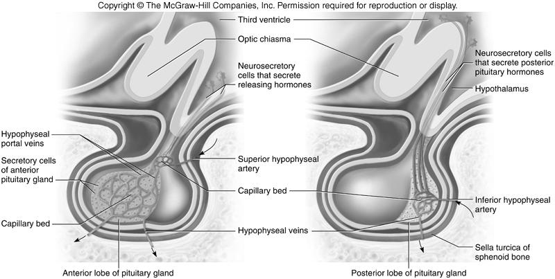 Hypothalamic releasing hormones stimulate cells of anterior pituitary to release hormones Nerve