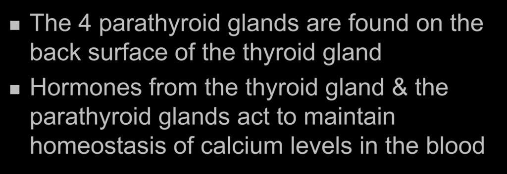 Parathyroid Glands The 4 parathyroid glands are found on the back surface of the thyroid gland Hormones