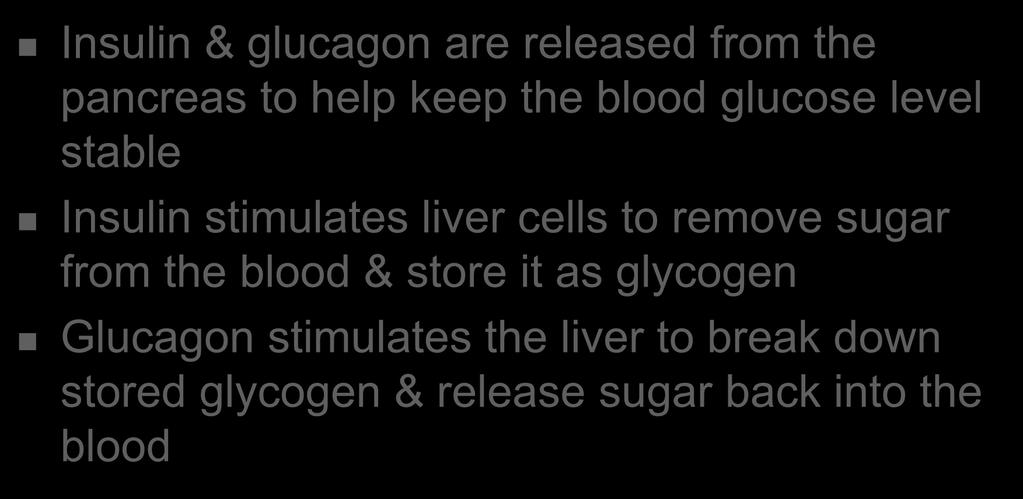 Pancreas Insulin & glucagon are released from the pancreas to help keep the blood glucose level stable Insulin stimulates liver cells to