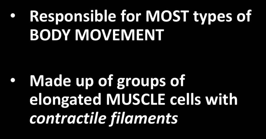 groups of elongated MUSCLE