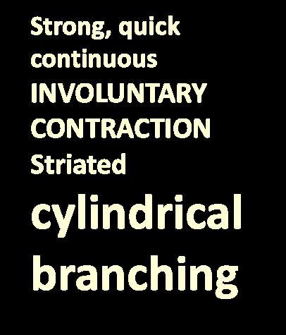 CONTRACTION Striated cylindrical non