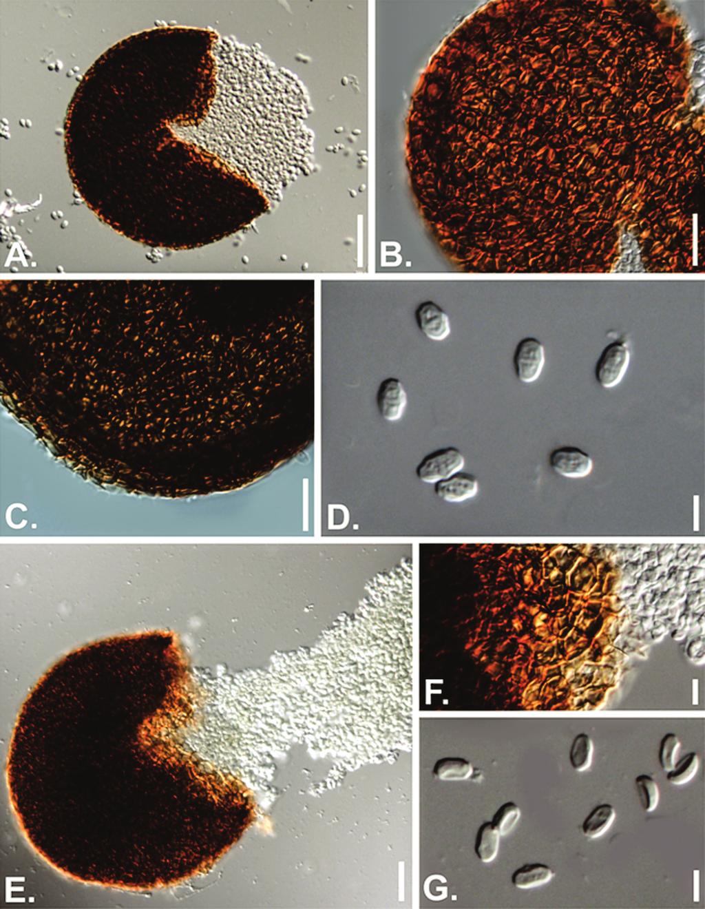 First record of Faurelina (Brazil)... 681 Figure 1. Faurelina fimigena (URM86671): A. cleistothecium in mountant, releasing mature ascospores; B, C. ascomatal wall; D. mature ascospores. Faurelina hispanica (URM86672): E.