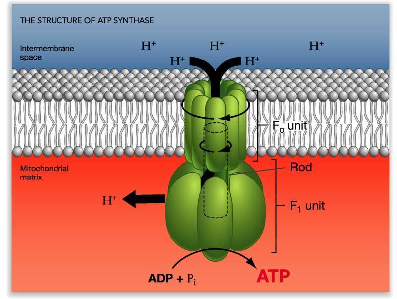 c. ADP is then phosphorylated to make ATP. 5.