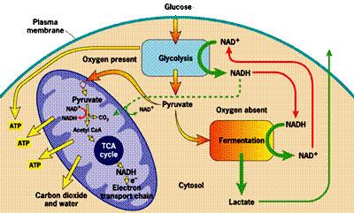 Where Does Cellular Respira%on Take Place?