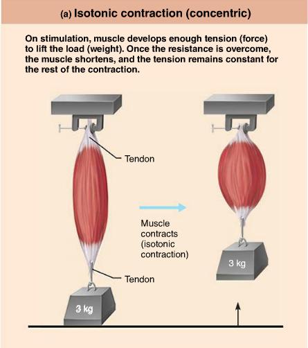 Isotonic Tension Muscle tension develops, muscle overcomes the load,