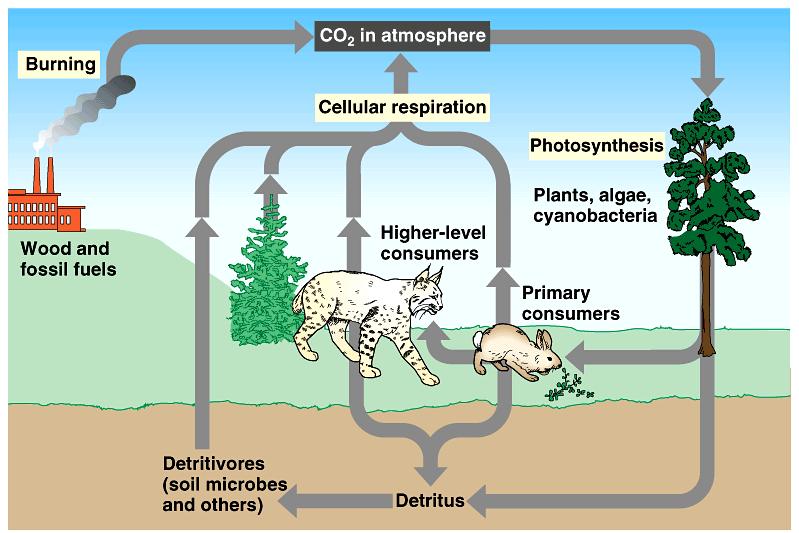 The carbon cycle Copyright 2002 Pearson