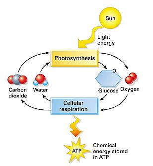 Follow-up Photosynthesis and Cellular Respiration Storyboard Name 1. Fill in the blanks to show an overview of photosynthesis. 2.