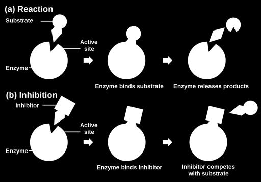 Other Molecules Can Affect Enzyme