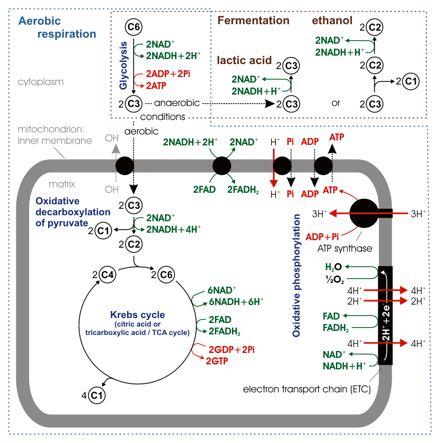 Aerobic Cellular Machinery Cells that carry out Aerobic Respiration need mitochondria or similar membrane
