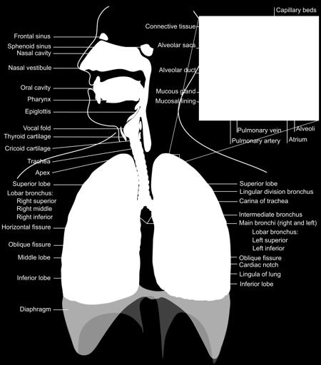 Respiratory System Exchanges