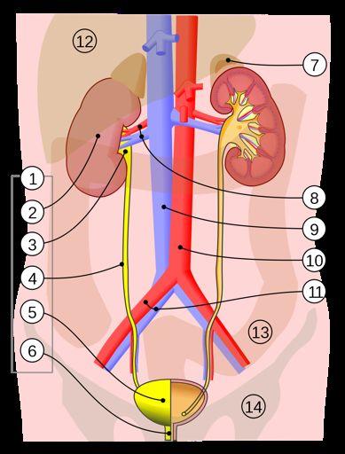 Excretory System Removal of metabolic waste
