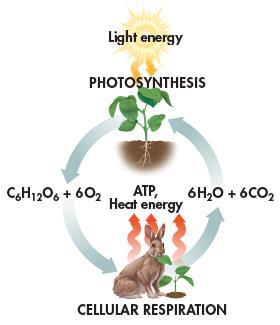 Comparing Photosynthesis and Cellular Respiration Photosynthesis and cellular respiration are opposite processes. The energy flows in opposite directions.