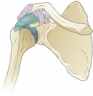 Between the 2 pieces of cartilage in a joint, there is a little bag lined by special tissue known as synovium. The synovium secretes fluid that helps lubricate the joint.