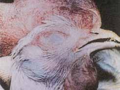 8. Fowl Cholera vaccine (Killed vaccine) Bacterial