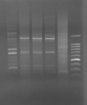 Molecular Epidemiology Characterization of avian Salmonella isolates using REP PCR Strain characterization to