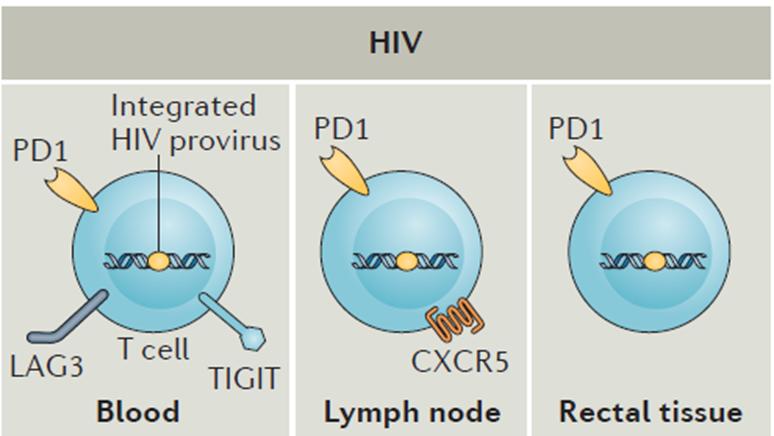 HIV reservoirs.