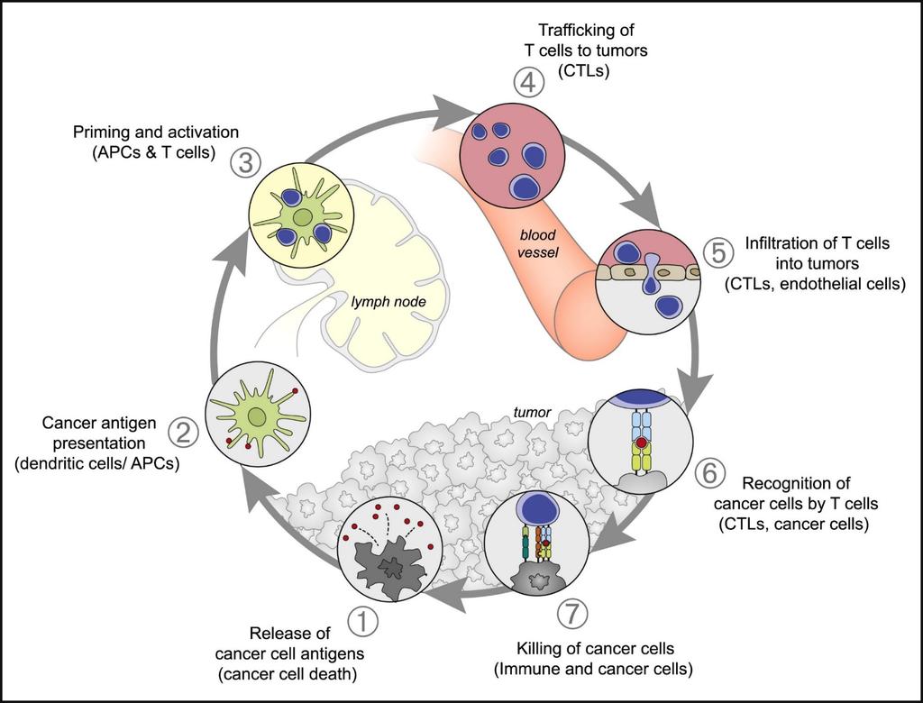 Cellular immune response to cancer