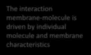 molecule and membrane characteristics