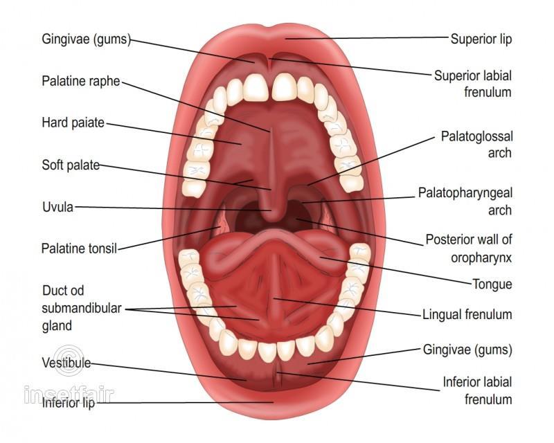 Hard and soft palate 6. Mucous membrane (stratified squamous epithelium), underneath it mucoperiosteum (mucosa), and there s a lot of salivary glands (mucus and serous glands) and taste buds.
