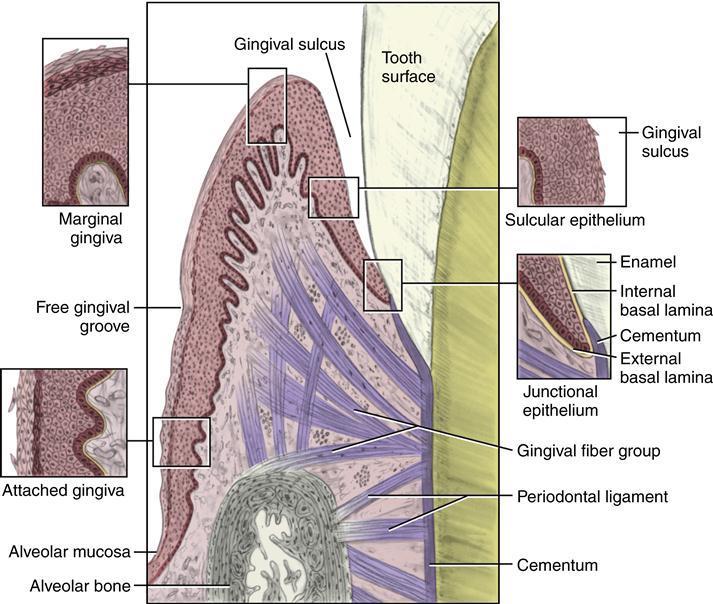 The gingival connective tissue consists of a dense network of collagen fibers.