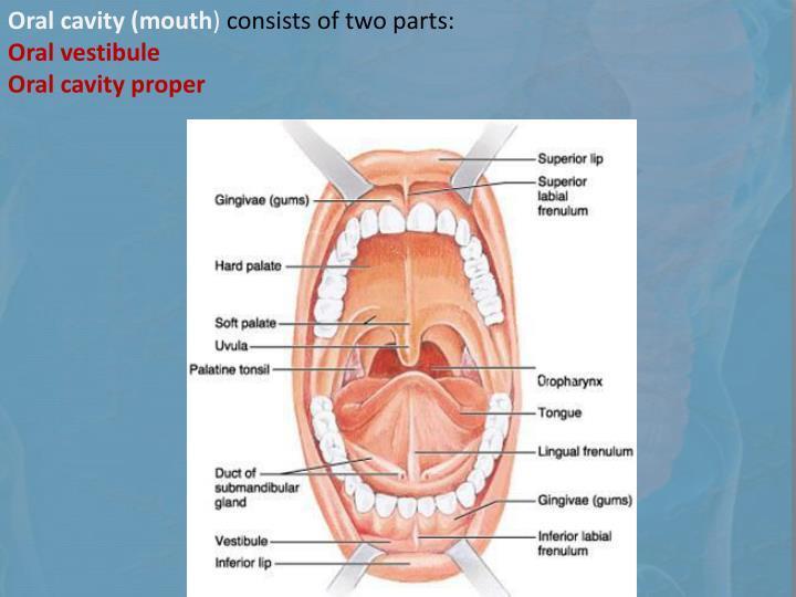 The oral cavity has 2 parts: 1. Oral vestibule: outer part that consists of outside the teeth, between the teeth, the cheeks and lips 2.