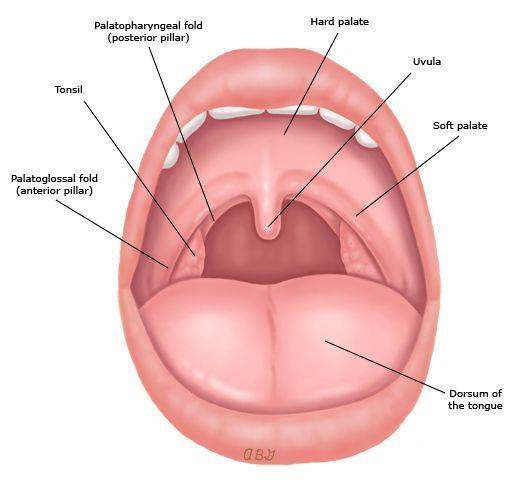 The mouth is covered by mucous membrane that is composed of stratified squamous epithelium, some of it is keratinized (non-movable parts like the hard palate and dorsum of the tongue) and some