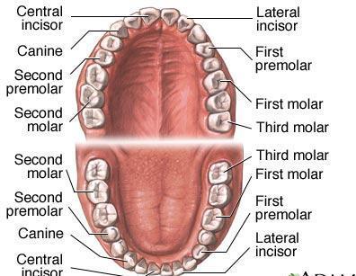 The replacement begins at the 6 th year, the first to be replaced are the molars, and permanent teeth begins to