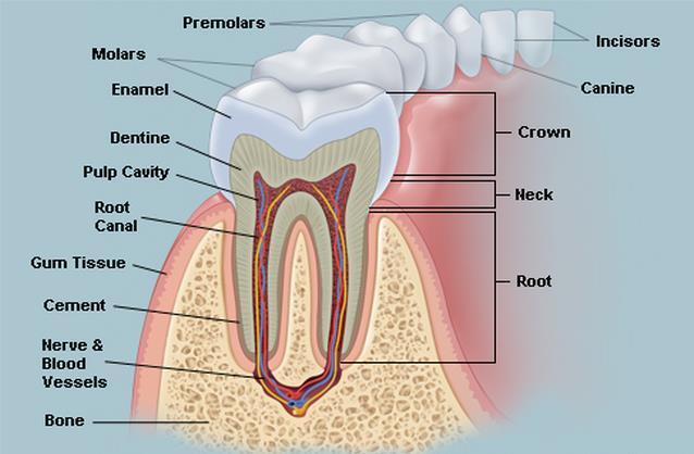 Milk teeth are 20 teeth Permanent teeth are 32 (including 3 rd molar) Incisors have sharp ends,القواطع canine tooth األنياب conical in shape الشكل,أسطوانية premolar teeth are bicuspid (tow