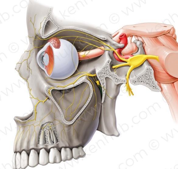 The cavity is covered by a white material that s called Dentine Outside the dentine there s a socket تجويف the roots are sitting in, this alveolar socket is in the alveolar processes (maxillary) that