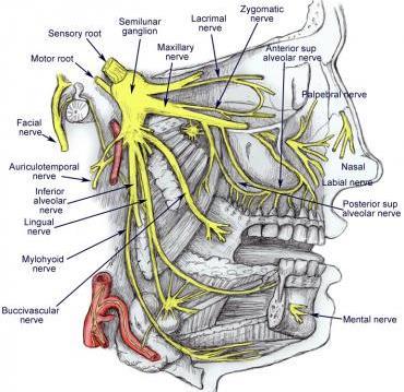 Trigeminal (cranial nerve #5) nerve branches into 3 nerves : Infraorbital Nerve 1. Ophthalmic nerve 2.
