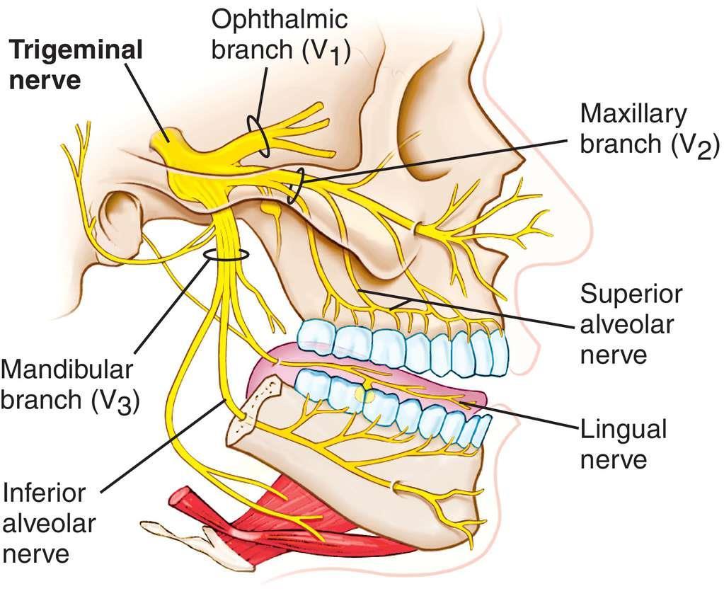 upper gum is supplied by infraorbital nerve( another branch of maxillary nerve) and posterior superior alveolar nerve 3. Mandibular nerve branches into: A.