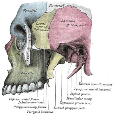 2. Incisive foramen: a central orifice. Nasopalatine nerve (a branch of the maxillary nerve) and greater palatine artery pass through it, to supply the hard palate. 3.