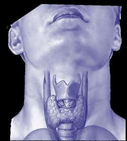 the neck OUTLINE Thyroid