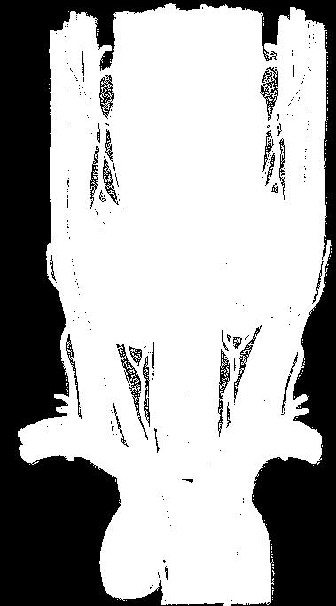 thyrocervical trunk, posterior to the carotid