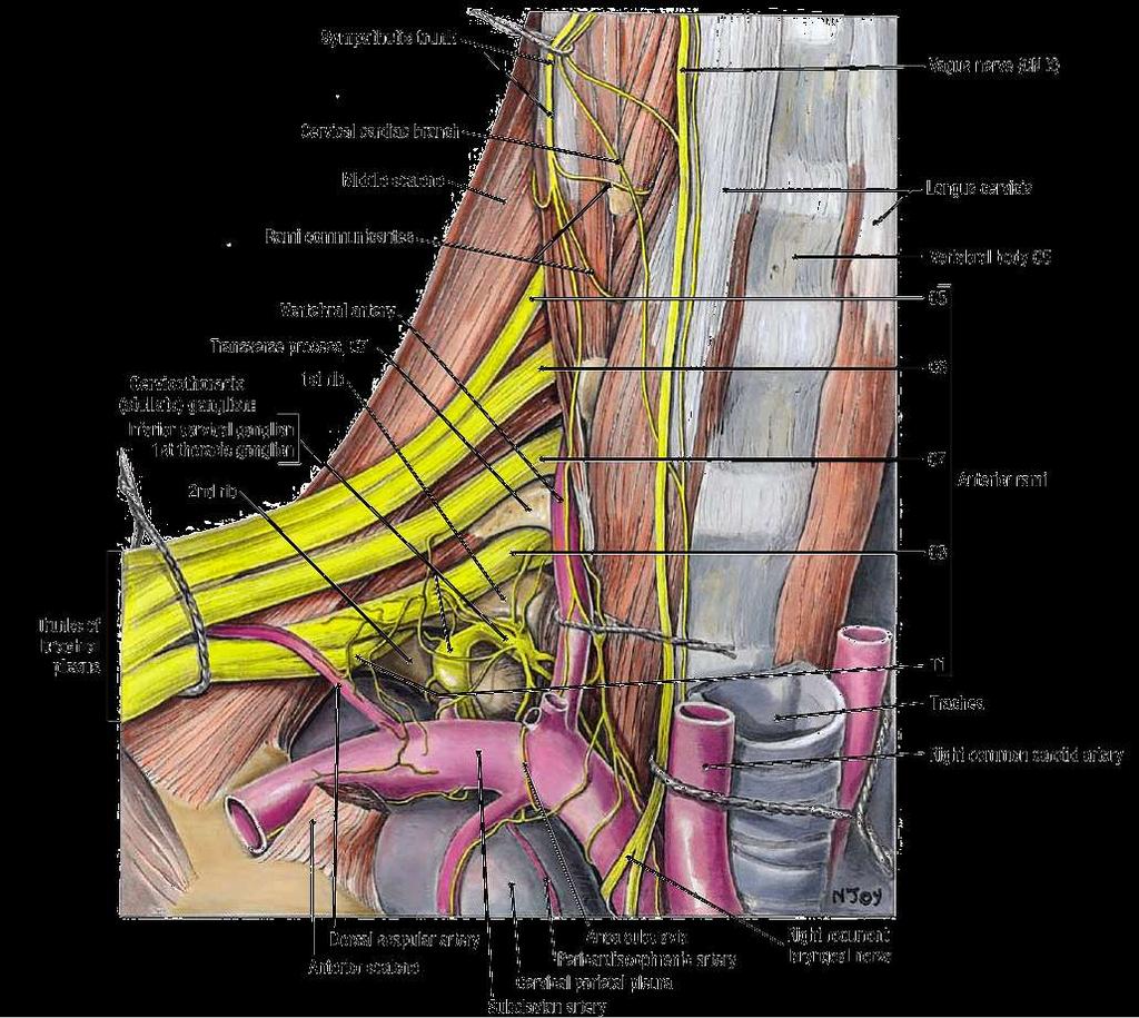 Root of the neck The area between the