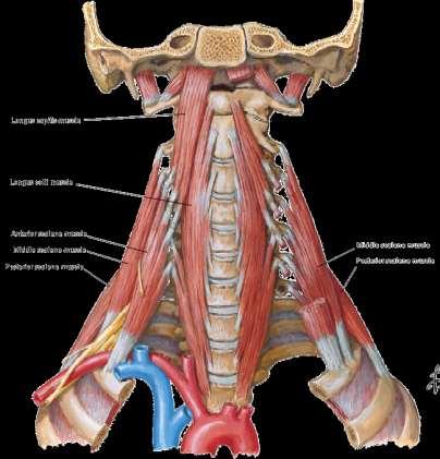 Structures in the root of the neck