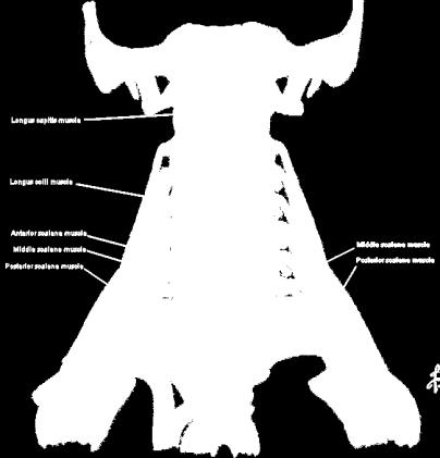 from transverse process of cervical