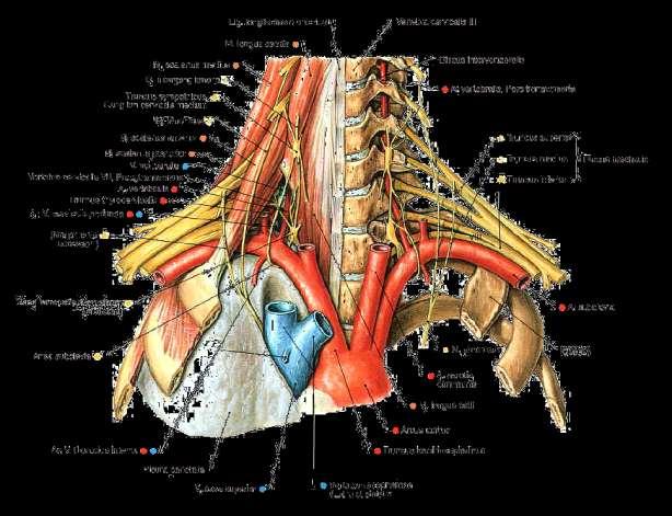 Structures posterior to the scalenus anterior subclavian