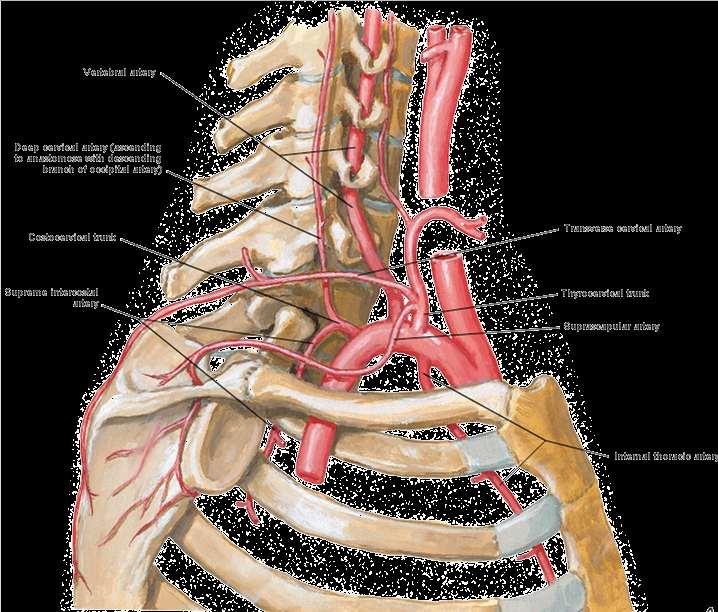 Branches of the subclavian artery
