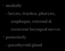 anteriorly - infrahyoid