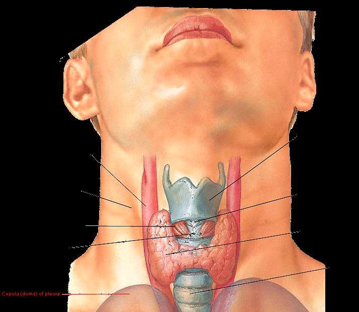 Thyroid external feature Upper pole of its lobe extends