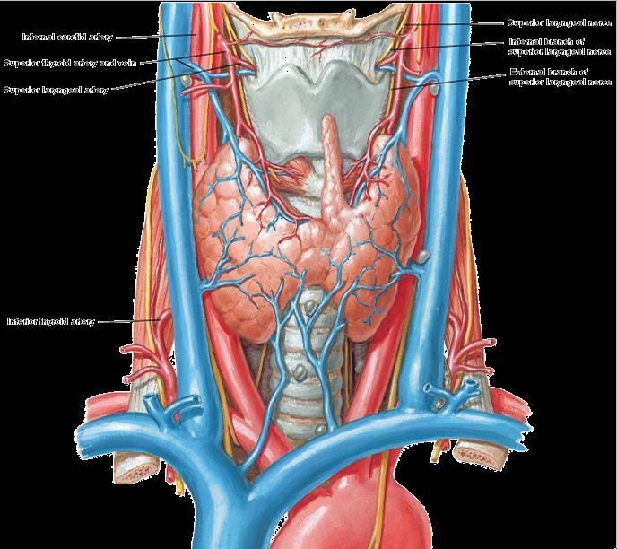 superior thyroid artery inferior thyroid
