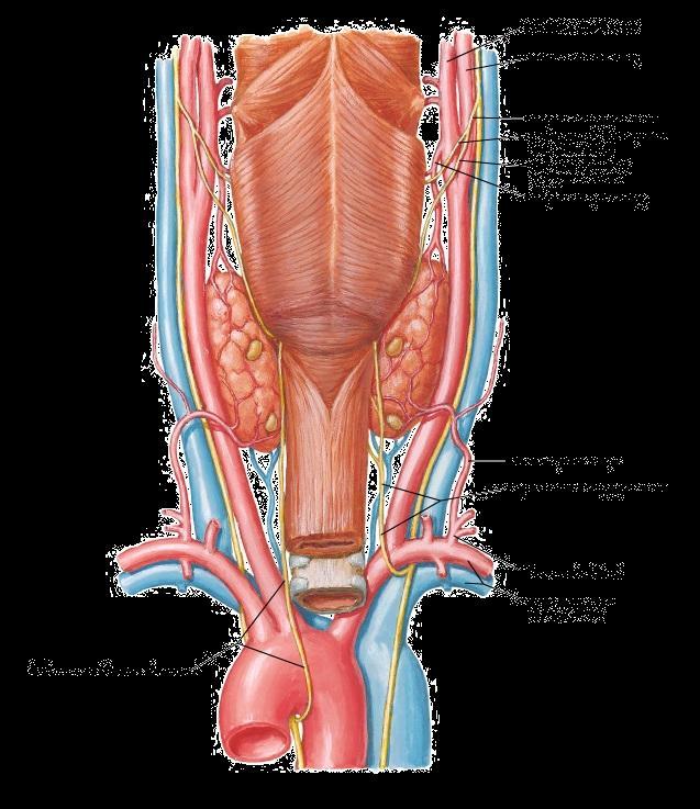 On its way to gland, STA runs accompanied with external laryngeal nerve.