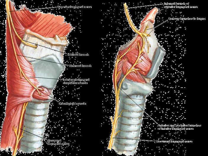 Related nerves superior laryngeal nerve - internal