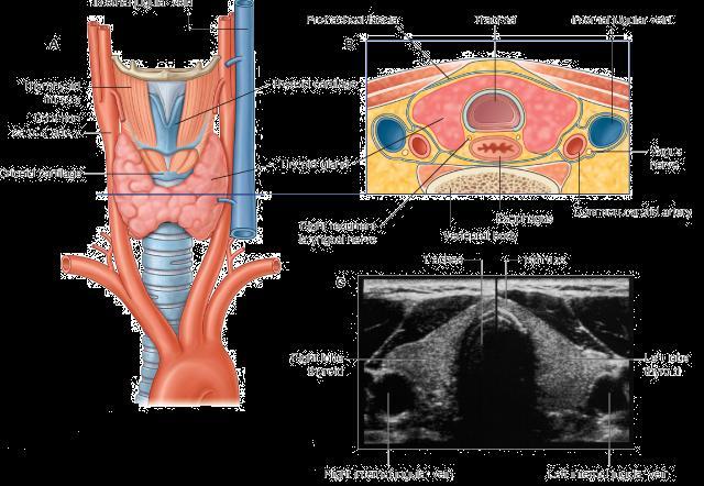 The Relations of Thyroid Gland anteriorly - infrahyoid