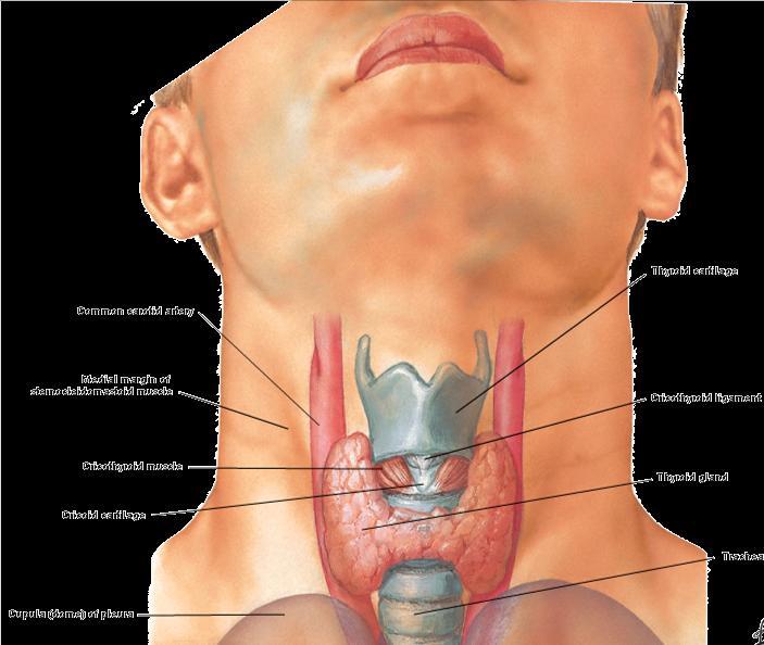 Thyroid external feature Upper pole of its lobe extends
