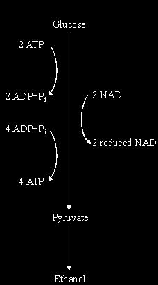 Q8. The diagram summarises the process of anaerobic respiration in yeast cells. (a) (i) In anaerobic respiration, what is the net yield of ATP molecules per molecule of glucose?